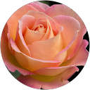 UMME SALMA profile picture